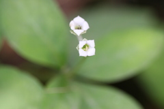 Argostemma courtallense